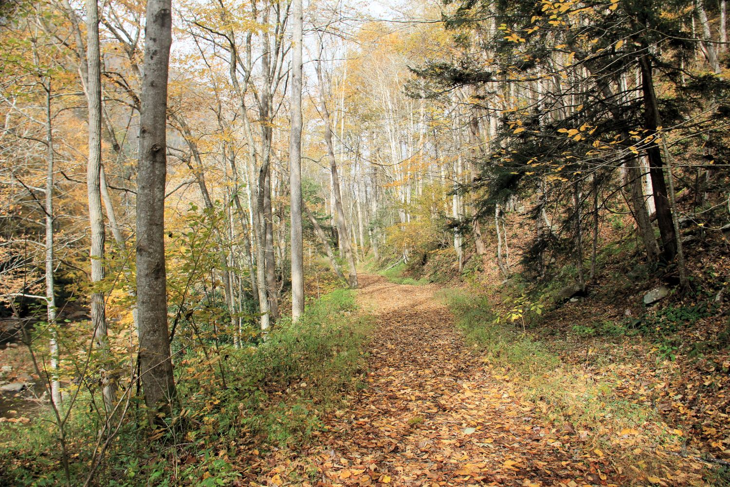 Glade Creek Trail 